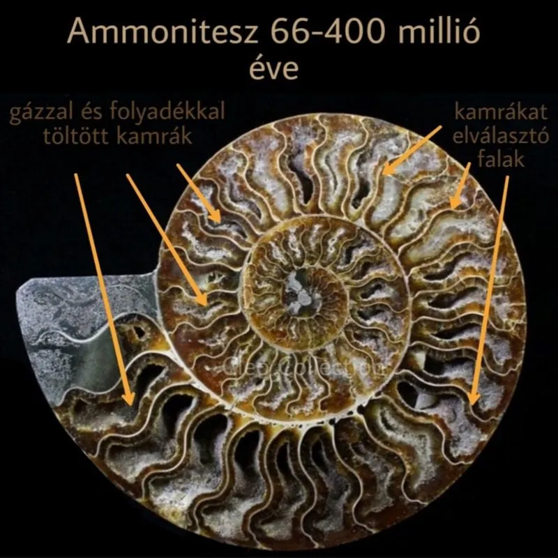 Ammonitesz fosszilia