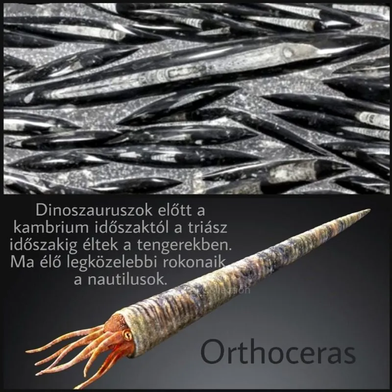 Orthoceras.jpg